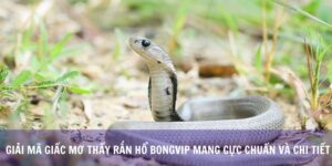 Giải Mã Giấc Mơ Thấy Rắn Hổ Bongvip Mang Cực Chuẩn Và Chi Tiết